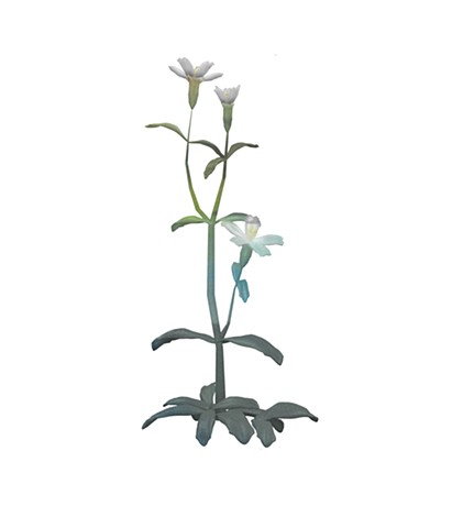 Ancient Campion Flower